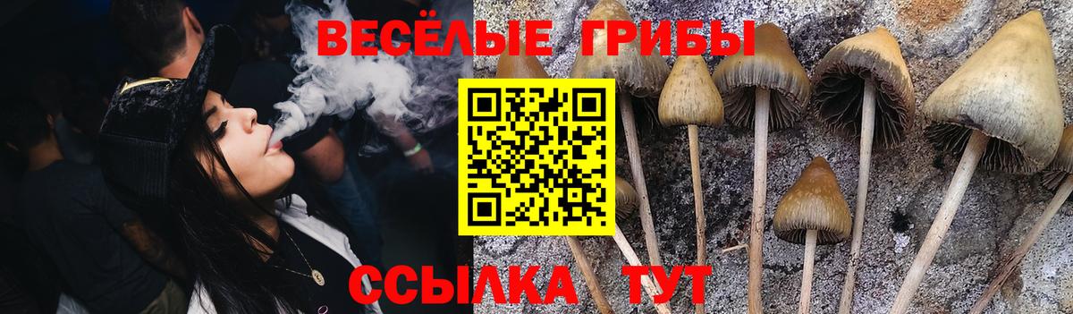 Псилоцибиновые грибы Cubensis Стрежевой